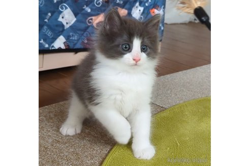 販売中の愛媛県のノルウェージャンフォレストキャット-121089の2枚目
