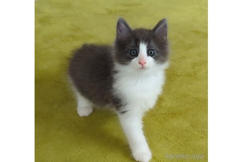 販売中の愛媛県のノルウェージャンフォレストキャット-121089の3枚目