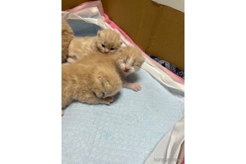 販売中の東京都のスコティッシュフォールド-120479の5枚目