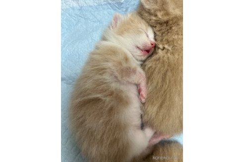 販売中の東京都のスコティッシュフォールド-120479の3枚目
