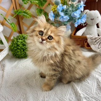 販売中の千葉県のマンチカン-117572