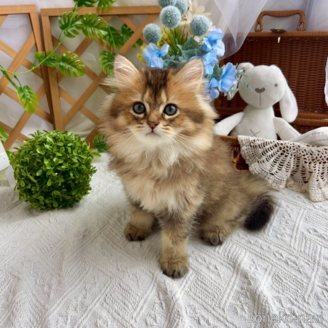 販売中の千葉県のマンチカン-117569