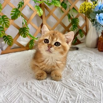販売中の千葉県のブリティッシュショートヘア-117562の1枚目