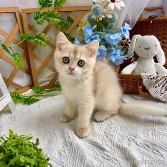販売中の千葉県のブリティッシュショートヘア-117565
