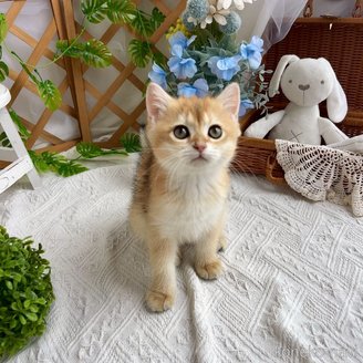 販売中の千葉県のブリティッシュショートヘア-117567