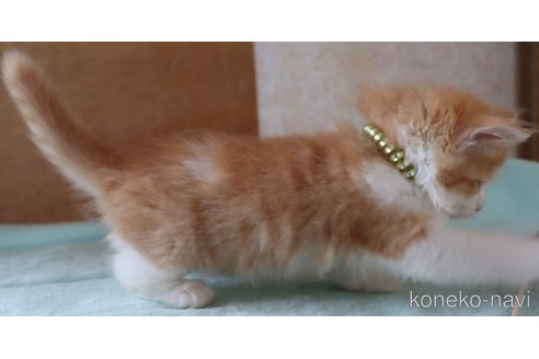 販売中の群馬県のサイベリアン-121092の5枚目