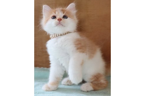 販売中の群馬県のサイベリアン-121093の7枚目