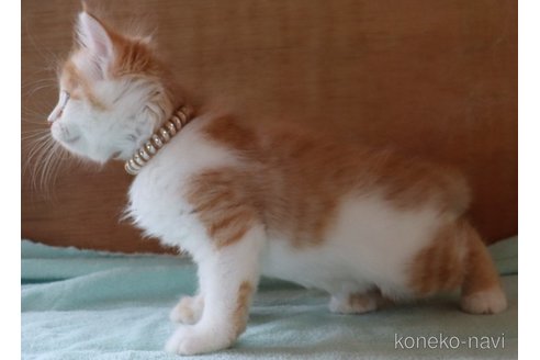 販売中の群馬県のサイベリアン-121093の4枚目