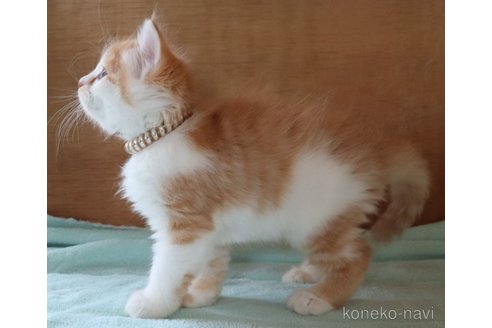 販売中の群馬県のサイベリアン-121093の3枚目