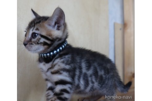 販売中の群馬県のベンガル-121097の6枚目
