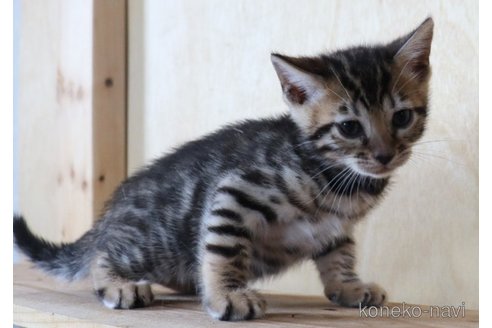 販売中の群馬県のベンガル-121097の5枚目