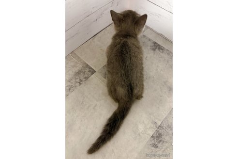 販売中の東京都のスコティッシュフォールド-121104の2枚目
