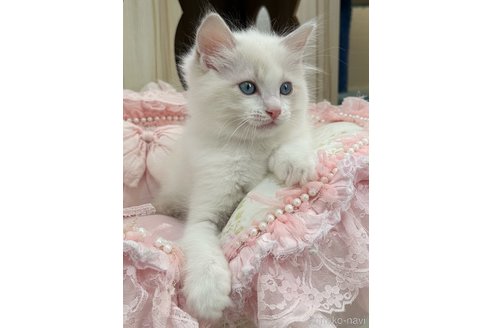 販売中の埼玉県のラグドール-120446の7枚目