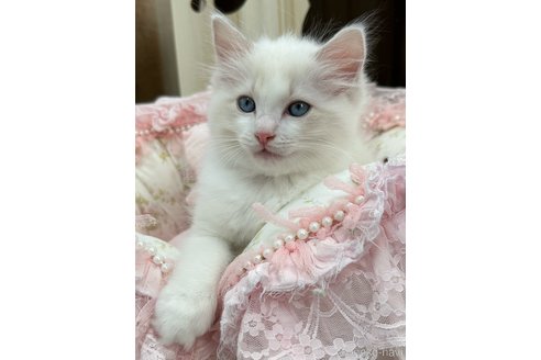 販売中の埼玉県のラグドール-120446の5枚目
