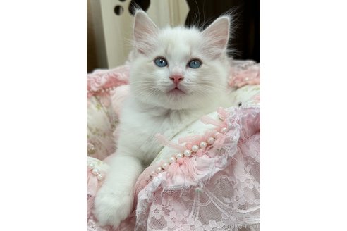 販売中の埼玉県のラグドール-120446の4枚目