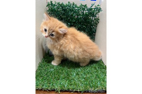 販売中の栃木県のラガマフィン-121108の5枚目