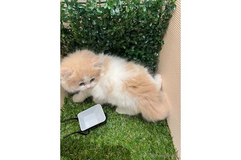 販売中の栃木県のラガマフィン-121109の4枚目