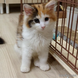 販売中の埼玉県のノルウェージャンフォレストキャット-118527