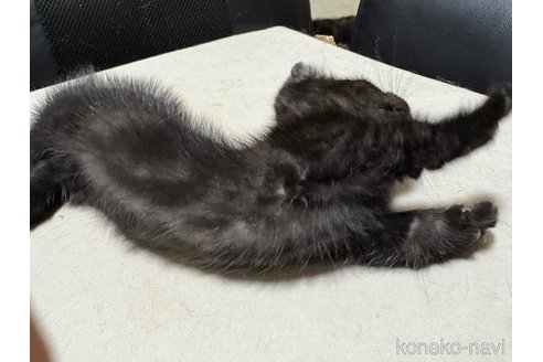 販売中の宮崎県のミックス-121116の3枚目