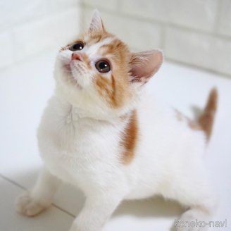 成約済の愛知県のスコティッシュフォールド-121115の6枚目
