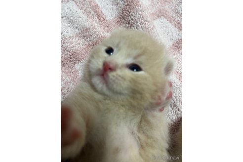 販売中の東京都のスコティッシュフォールド-120475の6枚目