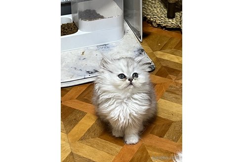 販売中の栃木県のペルシャ(チンチラ)-119168の2枚目