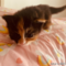 オンライン見学
