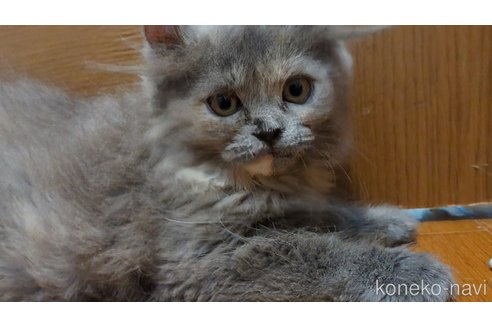 販売中の三重県のミックス-121140