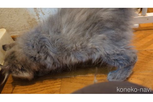 販売中の三重県のミックス-121140の2枚目