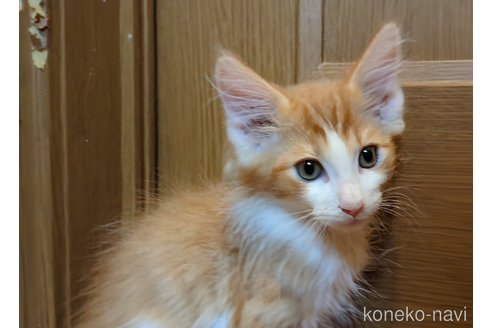 販売中の三重県のノルウェージャンフォレストキャット-121141の2枚目