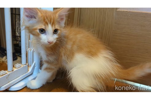 販売中の三重県のノルウェージャンフォレストキャット-121141の3枚目
