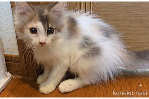 販売中の三重県のノルウェージャンフォレストキャット-121142