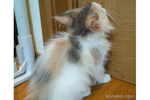 販売中の三重県のノルウェージャンフォレストキャット-121142の4枚目