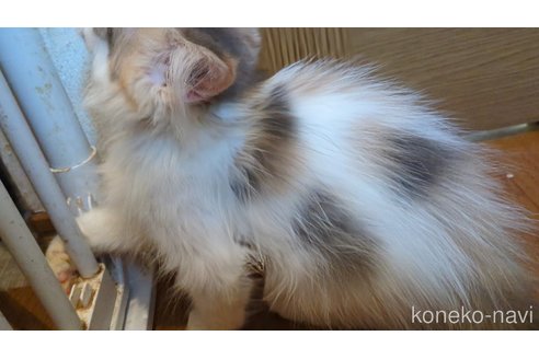 販売中の三重県のノルウェージャンフォレストキャット-121142の2枚目