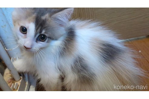 販売中の三重県のノルウェージャンフォレストキャット-121142の3枚目