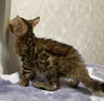 販売中の長野県のベンガル-116918の4枚目