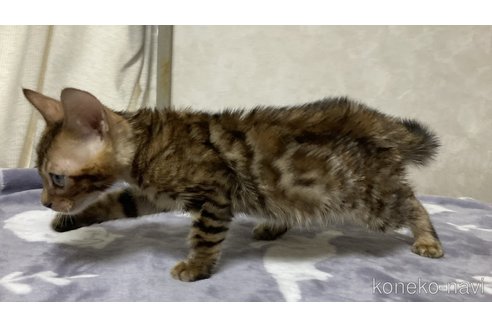 販売中の長野県のベンガル-116918の3枚目