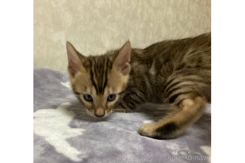 販売中の長野県のベンガル-121144の9枚目