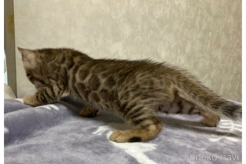 販売中の長野県のベンガル-121144の3枚目
