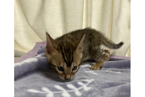 販売中の長野県のベンガル-121144の2枚目
