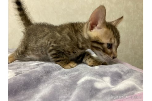 販売中の長野県のベンガル-121144の5枚目
