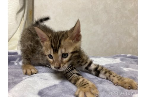 販売中の長野県のベンガル-121144の6枚目