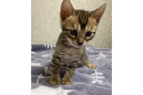 販売中の長野県のベンガル-121145の6枚目