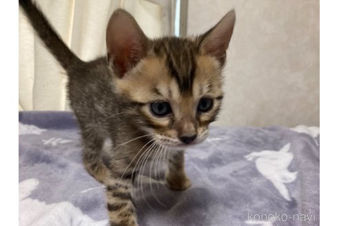 販売中の長野県のベンガル-121145の7枚目
