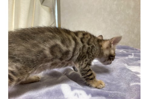 販売中の長野県のベンガル-121145の5枚目