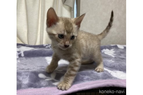 販売中の長野県のベンガル-121146の9枚目