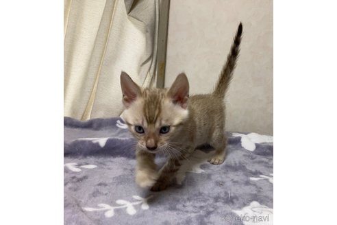 販売中の長野県のベンガル-121146の5枚目