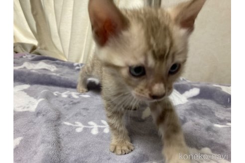 販売中の長野県のベンガル-121146の3枚目