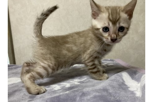 販売中の長野県のベンガル-121147の3枚目