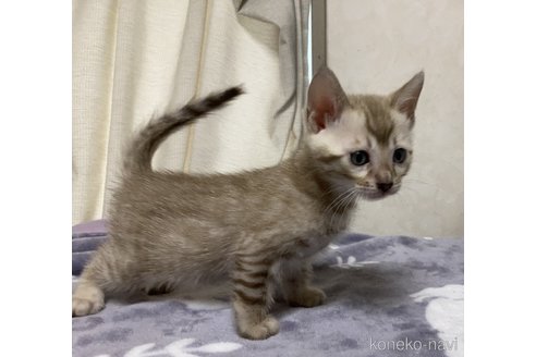 販売中の長野県のベンガル-121147の4枚目
